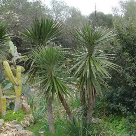 Ferienhaus Ferienfinca Gekko Mallorca Santanyí